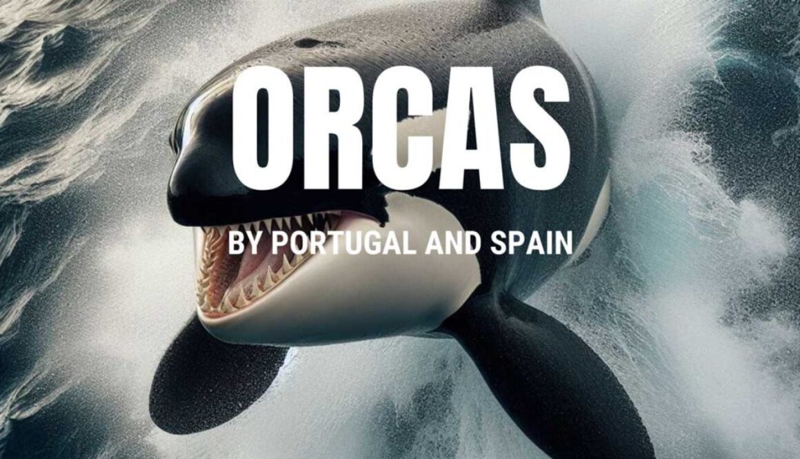 Orcas-1200
